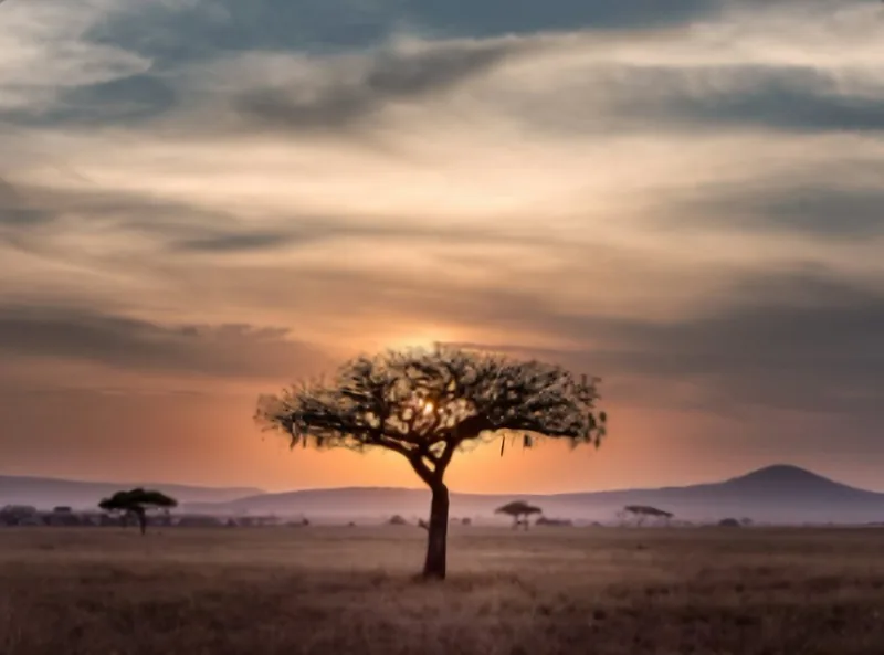 Safari experience